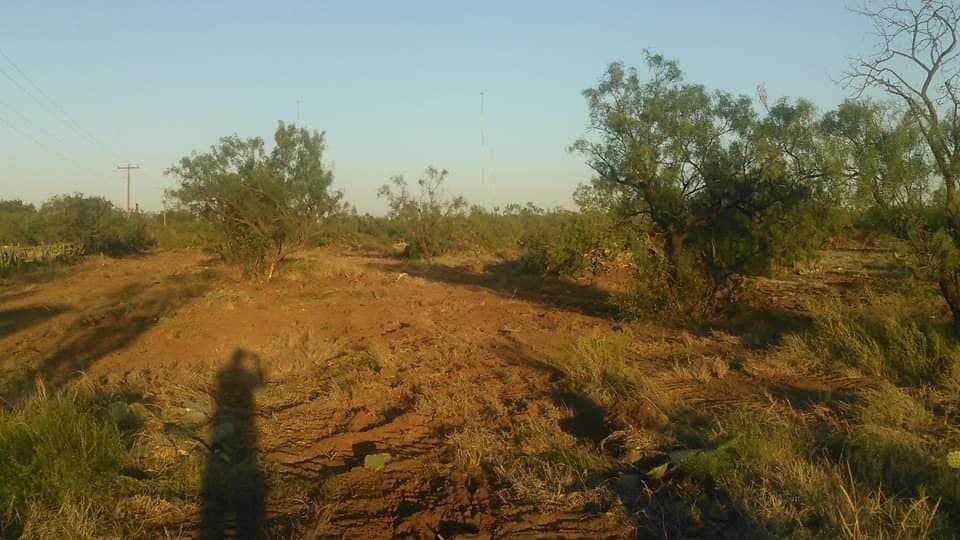 Cleared rows of mesquite brush on a West Texas ranch property